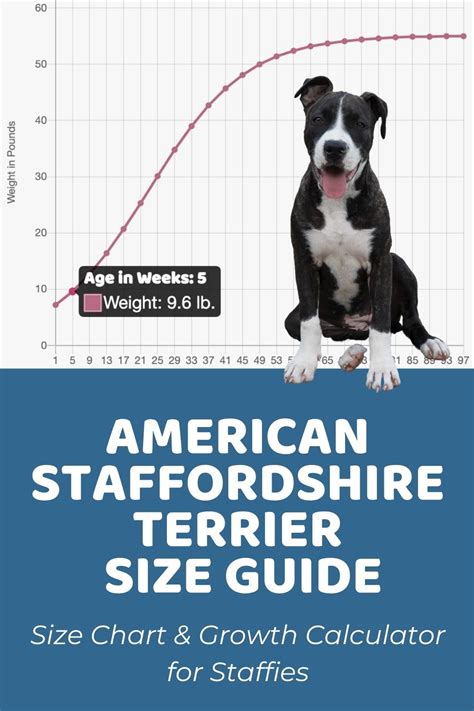 American Staffy Weight Chart