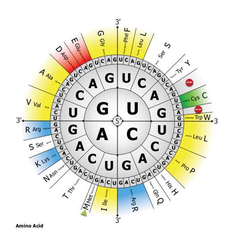 Amino Acid Circle Chart
