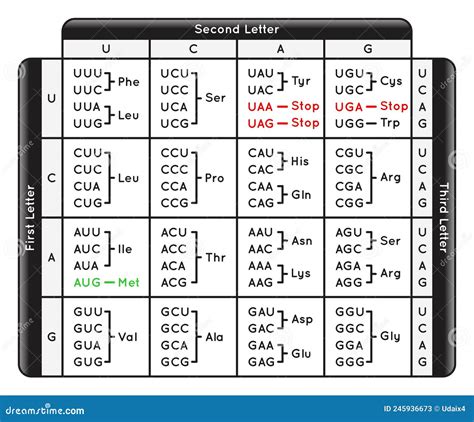 Amino Acid Nucleotide Chart
