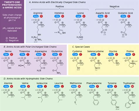 Amino Acid Protein Chart