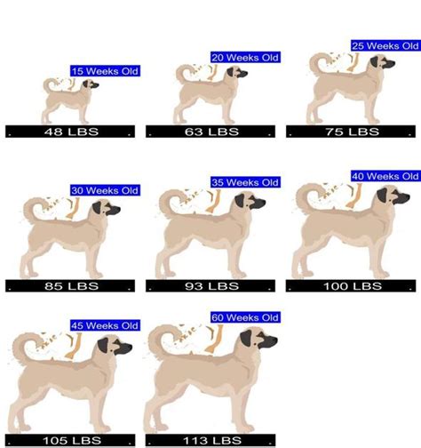 Anatolian Shepherd Growth Chart