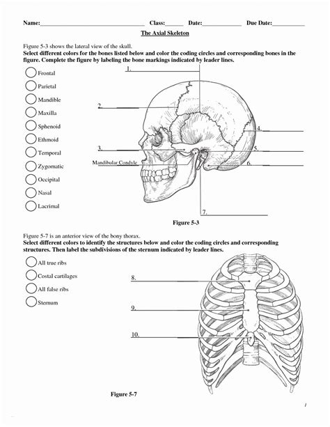 Anatomy Worksheets Printable
