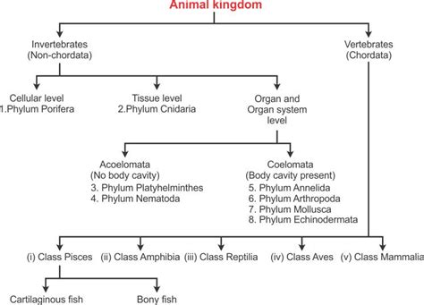 Animal Kingdom Classification Flow Chart