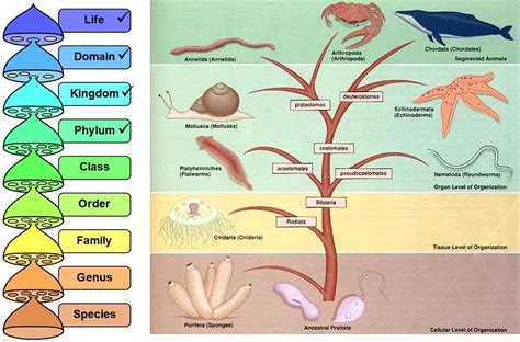 Animal Phylum Chart