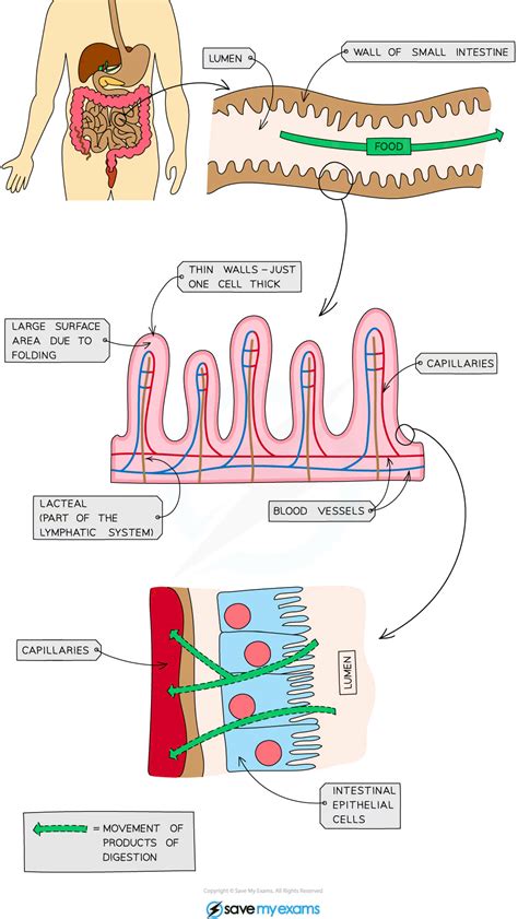 Answer The Following Concerning Absorption In The Small Intestine Chart