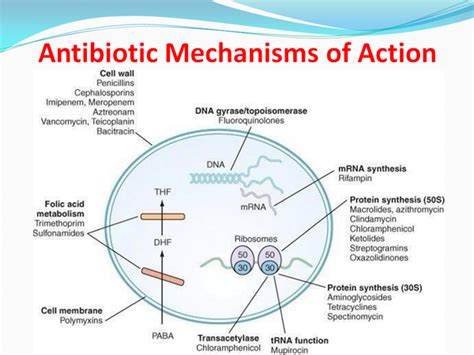 Antibiotic Mechanism Of Action Chart