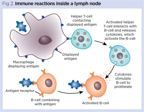 Antigen-Bearing Cells: The Sentinels of Our Immune System