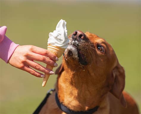 Apakah Anjing Boleh Makan Es Krim Sherbet?