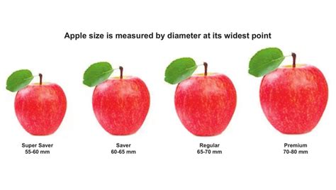 Apple Sizes Chart