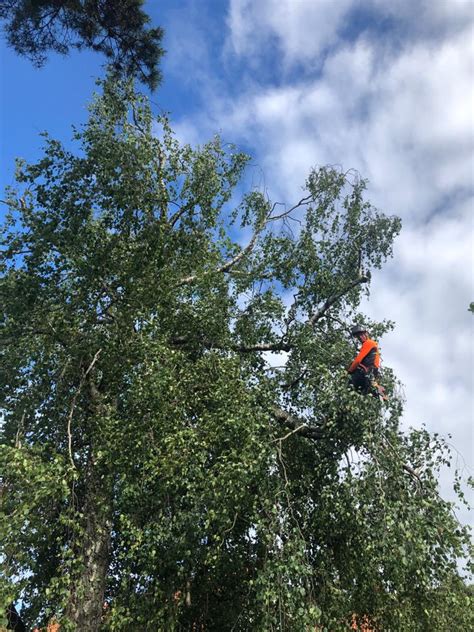 Arborister i Linköping - Din guide till trädvård