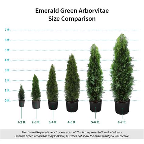 Arborvitae Size Chart