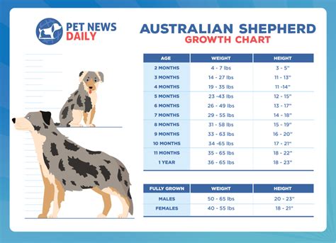 Australian Shepherd Growth Chart