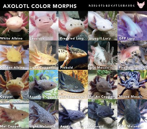 Axolotl Color Chart