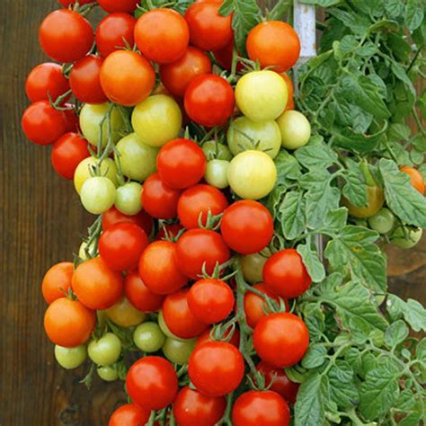 Bärnsten Tomat: En Smakfull Vägledning