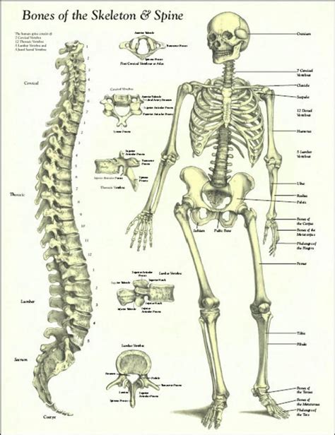 Back Bones Anatomy Chart