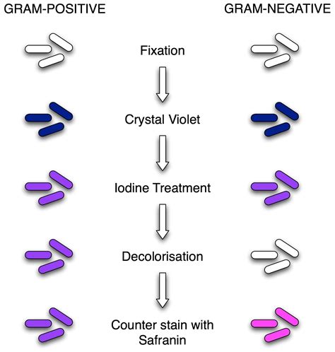 Bacteria Gram Stain Chart