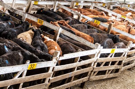 Bakar Mandi: Your Ultimate Guide to Buying and Selling Cattle