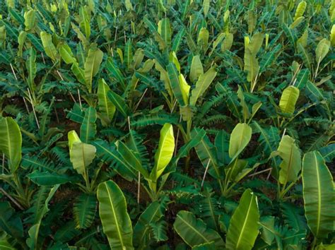 Banana Plant Fertilizer Chart