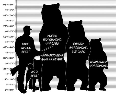 Bear Size Comparison Chart
