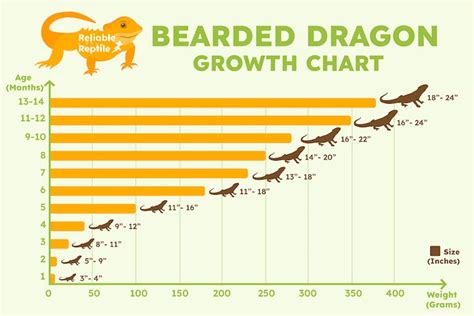 Bearded Dragon Size And Age Chart
