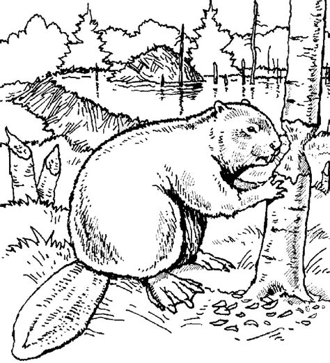 Beaver Coloring Pages Printable