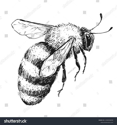 Bee Image Drawing