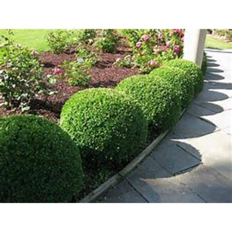 Bell Nursery Catalog