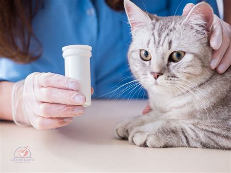 Benefits Of Comprehensive Medication Catalog For Veterinary Clinics