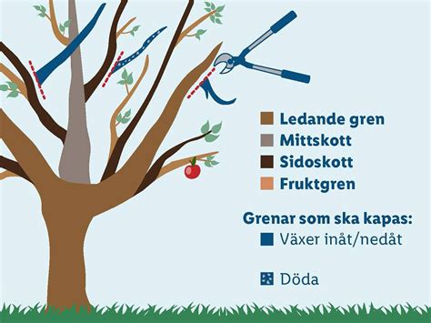 Beskära Äppelträd Paraply: En Guide för Att Hålla Dina Äppelträd Friska och Produktiva