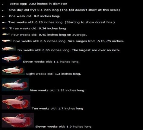 Betta Fish Size Chart