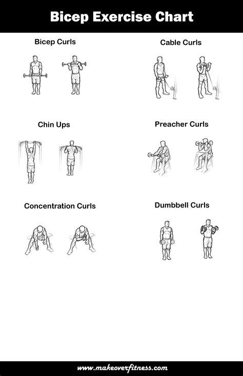 Biceps Chart