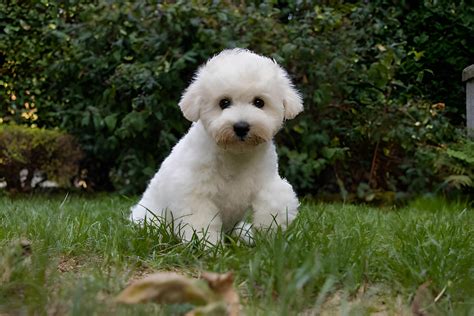 Bichon Frisé Till Salu: En Guide till att Välja och Äga en Bichon Frisé