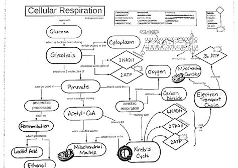 Biology Corner Flow Chart Cellular Respiration Answer Key