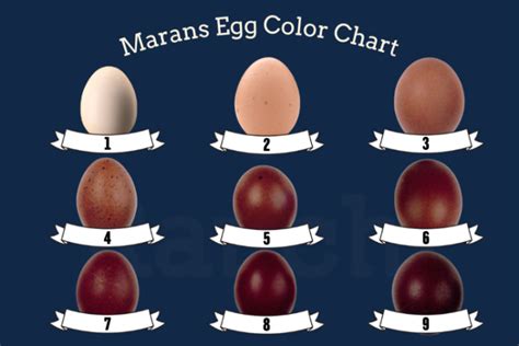 Black Copper Maran Egg Color Chart