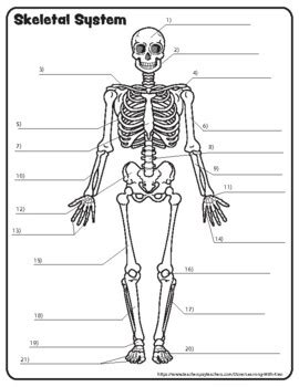 Blank Skeletal System Template