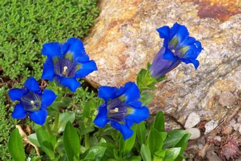 Blomma med klockor: En guide till de förtrollande blå klockorna