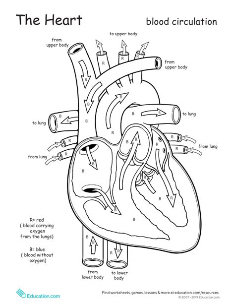 Blood Flow Through The Heart Worksheet Printable