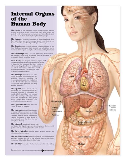 Body Organ Chart Female