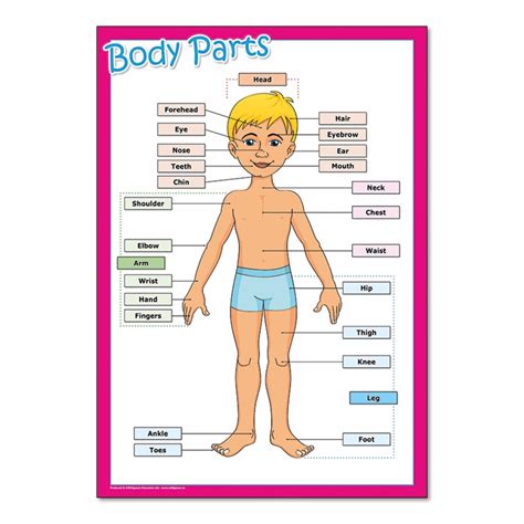 Body Parts