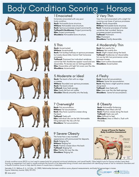 Body Score Horse Chart