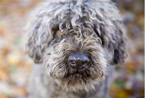 Boende Gotland Hund: En guide för att hitta det perfekta hemmet för din hund