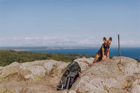 Boende i Skåne med hund: En komplett guide