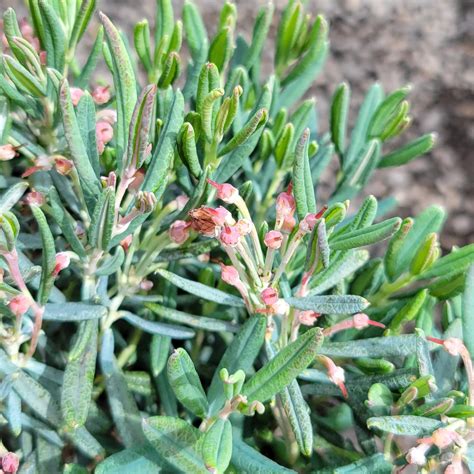 Bog Rosemary Blue Ice: A Comprehensive Guide to This Hardy Groundcover