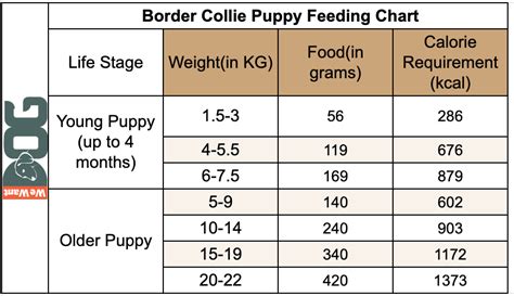 Border Collie Feeding Chart