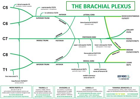 Brachial Plexus Chart