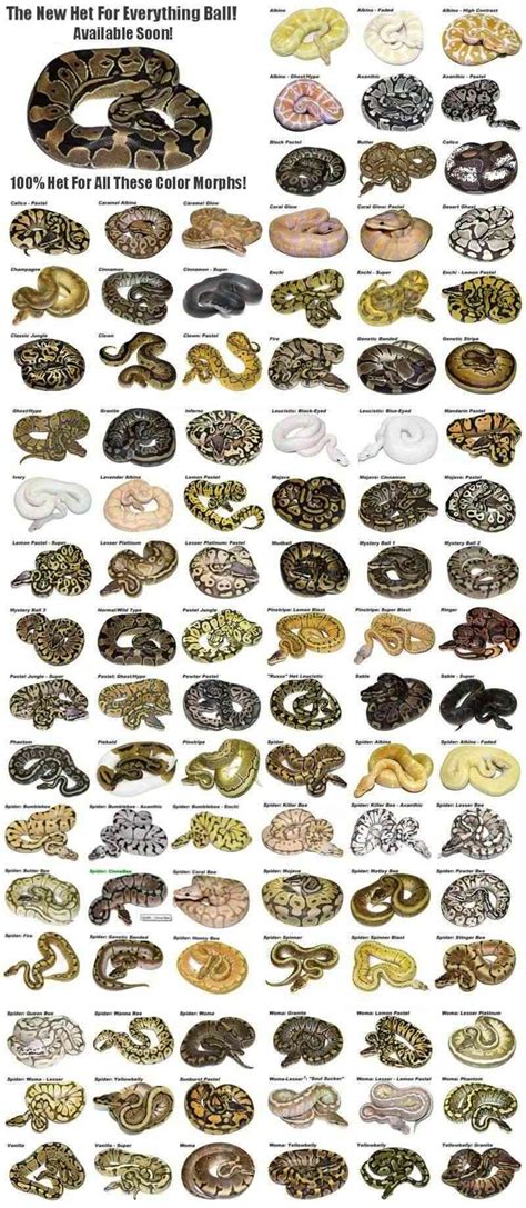 Breeding Ball Python Morphs Chart