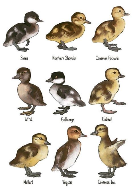 Breeds Identifier Duckling Identification Chart