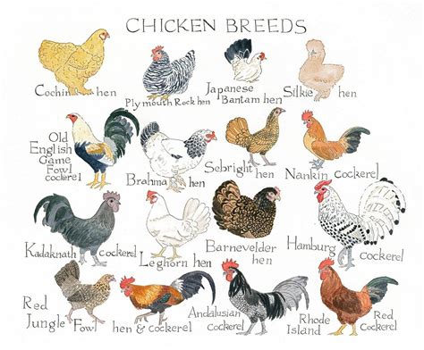 Breeds Of Chickens Chart