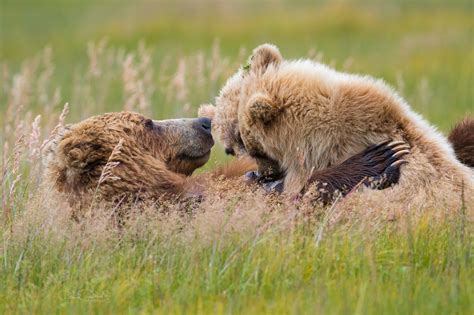 Brown Bear Advocates in Spokane: Embracing Our Majestic Wildlife Guardians