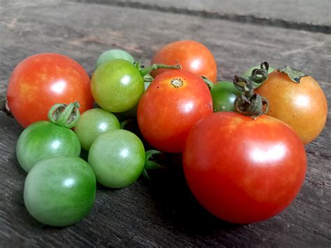 Buah Tomat Es Italia yang Tak Pernah Hilang dari Lidah Dunia